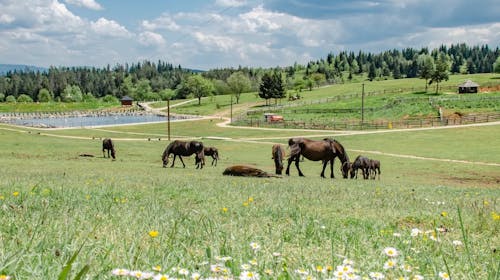 Turističko naselje Ajdinovići SRCA - Hotel Central i Lux apartmani - Majski vikend odmor za dvoje, Olovo, Bosna i Hercegovina - 40.135 RSD - 2x noćenje u hotelu Central u dvokrevetnoj sobi ili u Lux apartmanu za 2 osobe, All inclusive
