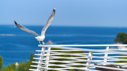 Hotel Albatros Plava Laguna - All inclusive leto u Poreču, Poreč, Istra, Hrvatska - 157.208 RSD - 5x noćenje u dvokrevetnoj Economy sobi za 2 osobe, All inclusive