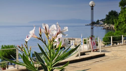 Hotel Park - First minute proleće i jesen u Lovranu, Lovran, Hrvatska - 26.071 RSD - 2x noćenje u dvokrevetnoj sobi morska strana za 2 osobe (1. dete do 13,99 godina i 2. dete do 2,99 godina besplatno), Polupansion (doručak i večera)