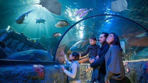 Gardaland Park - Sea life Aquarium  , Castelnuovo del Garda, Italija - 1.057 RSD - 1x ulaznica Sea life Aquarium za osobe iznad 90 cm, Besplatan ulaz za decu manju od 90 cm
