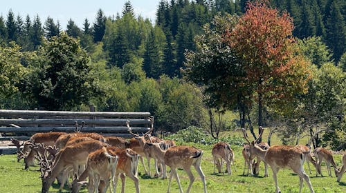 Turističko naselje Ajdinovići SRCA - Hotel Horizont i Depadansa - Letnji vikend odmor za dvoje, Olovo, Bosna i Hercegovina - 29.982 RSD - 2x noćenje u hotelu Horizont ili Depadansi u dvokrevetnoj sobi za 2 osobe, All inclusive